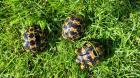 Strahlenschildkröten - Weibchen Astrochelys Radiata NZ25 je 490 -